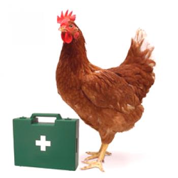 Nalezljive bolezni piščancev: simptomi, zdravljenje, preprečevanje
