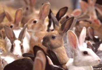Conejos de cría para principiantes desde el contenido hasta la cría.