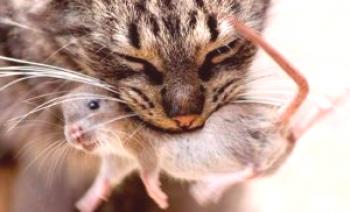 Kaj je nevarna toksoplazmoza pri mačkah za živali in ljudi