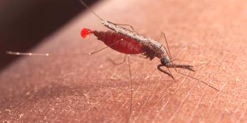 Vse o komarjih malarije: kaj je nevarno in kako ga ločiti?