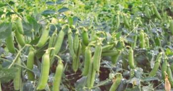 Guisantes ahumados: cultivo a partir de semillas, cómo cultivar.