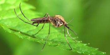 ¿Qué edad tiene un mosquito normal?