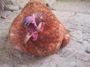 ¿Por qué hay sangre en un huevo de gallina: las causas del problema y cómo resolverlo?