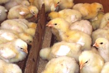 Qué alimentar a los pollos de engorde desde los primeros días de vida: consejos y videos.