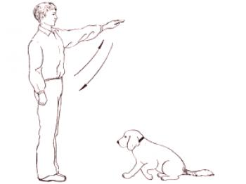 Cachorro de alemán entrenamiento del cachorro