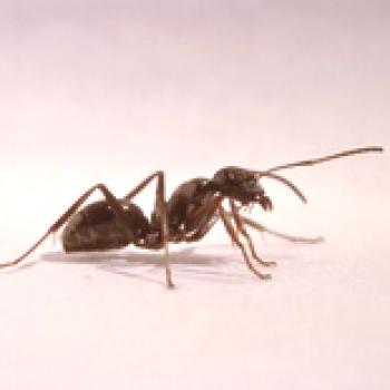 Kako se znebiti mravlje v hiši za vedno