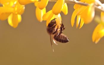 Historia y métodos de la apicultura.