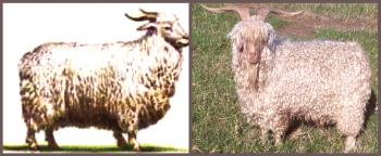 Sovjetska volna pasma koz: opis, značilnosti in pregledi