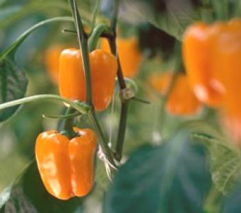 Plantar pimienta en un invernadero: plantar plántulas y fertilizar
