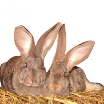 Conejo belga gigante - Flandes: retención y cría