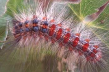 Silkworm Gouache: foto y descripción