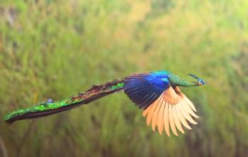 Пауни летят: отговарят на въпроси, интересни факти и цветни снимки