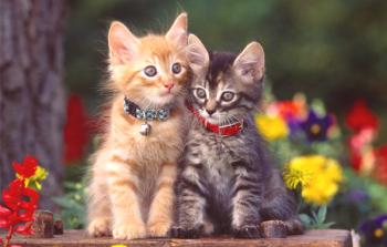 Kako določiti spol mačk: glavne razlike mačke od mačke
