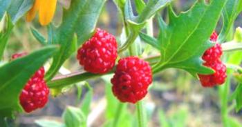 Špinača Strawberry: raste iz semena, sajenja in nege