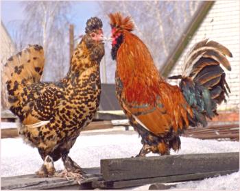 Pavlovsk raza de pollos: foto, descripción