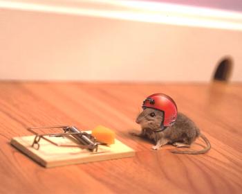 Kako se znebiti miši v stanovanju