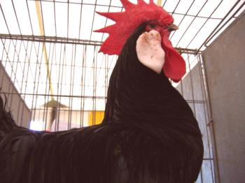 Raza de pollos Minorka: descripción, opiniones, fotos