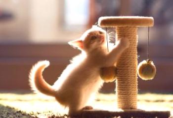 Kako navaditi mačko na cigareto in pomagati mačkemu učenju krastavosti, kako narediti lastno prileganje