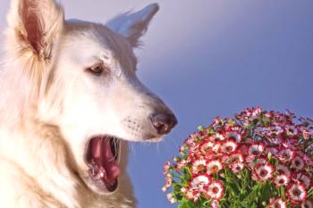 Alergia en perros: el tratamiento debe ser alfabetizado!