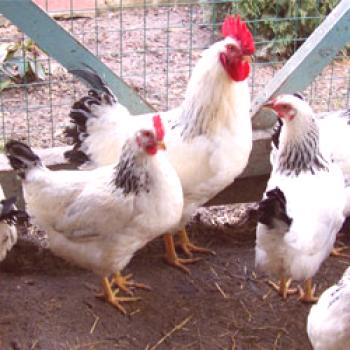 Adler srebrna pasma piščancev: značilnosti, vsebina