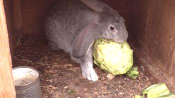 Forraje para conejos - todo sobre piensos (+ foto y video)