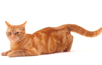 Garrapata del gato: una descripción del proceso, los síntomas, cuánto tiempo dura