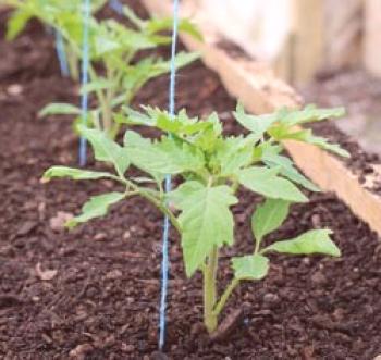 Cómo plantar plántulas de tomate en un invernadero y cómo plantar adecuadamente las plántulas