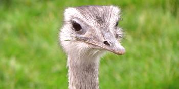 Revisión de la American Noodle Ostrich: descripción de especies, contenido y fotos