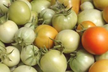 Cómo almacenar los tomates verdes: mitos y realidad.