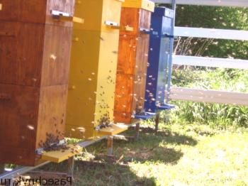 Sujeción de múltiples abejas con un marco.