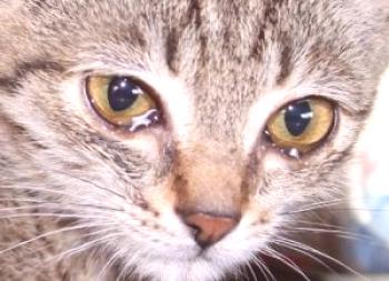 Zakaj mačka trebe oči, kaj storiti in kaj za zdravljenje mačke, če kiha, oči tečejo