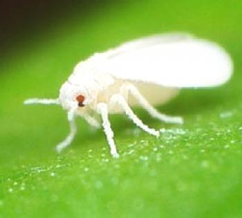 Whitefly v rastlinjaku, kako se znebiti in kaj storiti