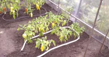 Отглеждане на зеленчуци в оранжерия от поликарбонат, местоположение