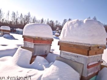 Formación de un nido de abejas para invernación.