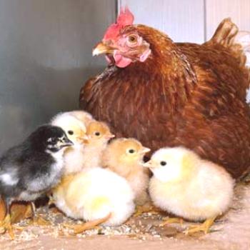 Gojenje piščancev doma.Inkubator ali kvočka?