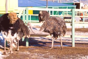 Descripción y modo de operación de la granja de avestruces en el distrito de Gafuri en Bashkortostán