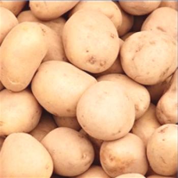 Biološke značilnosti krompirja