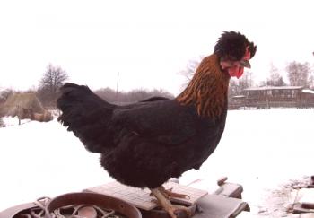 Descripción y productividad de la raza gordita rusa de pollos.