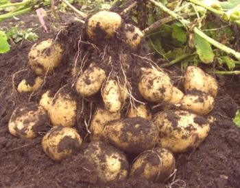Как да растат големи култури картофи