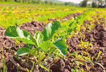 Agricultura ecológica: ¿Qué es?
