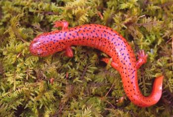 Salamandra (foto): un dragón en miniatura con una rica historia