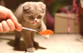 Kolikokrat na dan, da nahranijo mačko, odvisno od pasme, kako pogosto je treba nahraniti sfinga, mae-kun, koliko jesti sibirsko mačko