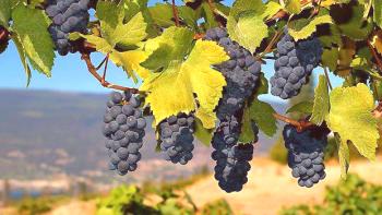 Jesenski striženje grozdja je ključ do dobre letine