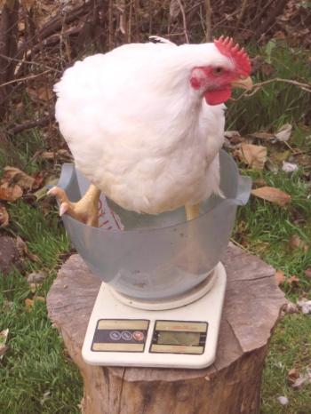 Descripción de la raza de pollos de engorde Cobb 500 con comentarios de criadores y pollitos de fotos.