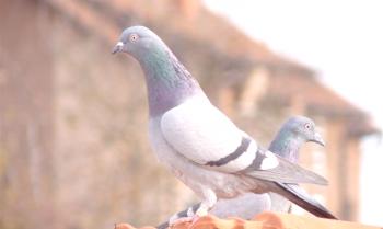 Značilnosti pasme golobov Angleški pisalni stroji in značilnosti njihovega leta