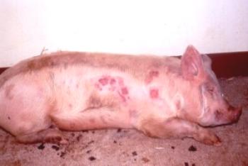 Pasteuritis porcina: síntomas y tratamiento eficaz