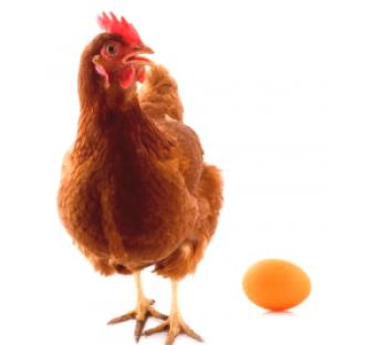 Как пилето носи у дома и в птицефермата: видео