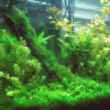 Как да изберем аквариумни растения в домашен аквариум ?!