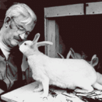 Cría de conejos por el método de Mikhailov - conejos sanos