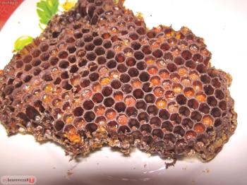 Perga čebela: uporaba in kontraindikacije